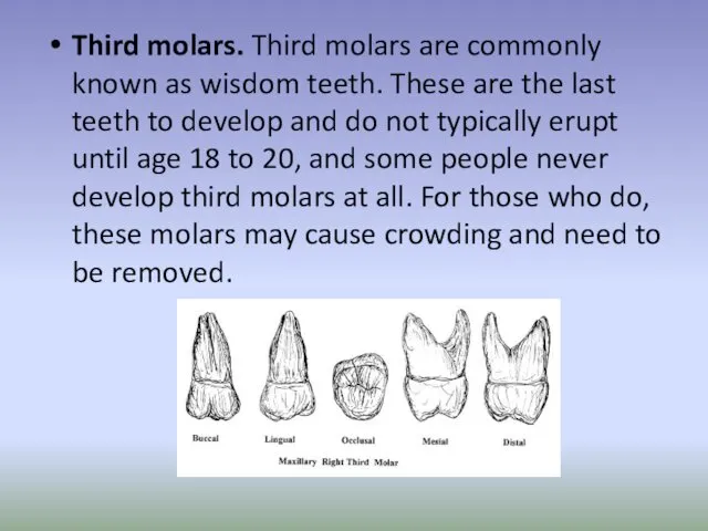 Third molars. Third molars are commonly known as wisdom teeth.