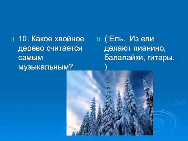 10. Какое хвойное дерево считается самым музыкальным? ( Ель. Из ели делают пианино, балалайки, гитары. )