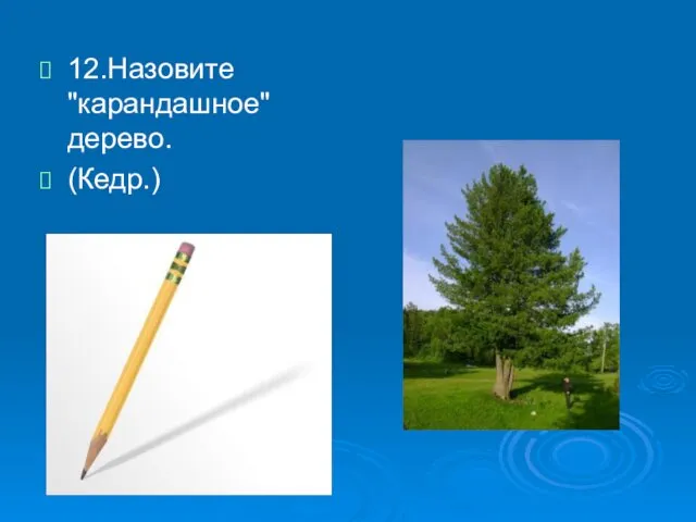 12.Назовите "карандашное" дерево. (Кедр.)