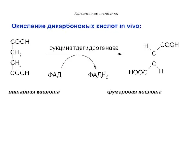 Химические свойства Окисление дикарбоновых кислот in vivo: янтарная кислота фумаровая кислота