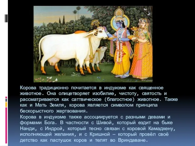 Корова традиционно почитается в индуизме как священное животное. Она олицетворяет