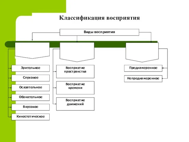 Классификация восприятия Слуховое Зрительное Восприятие времени Восприятие пространства Непреднамеренное Преднамеренное