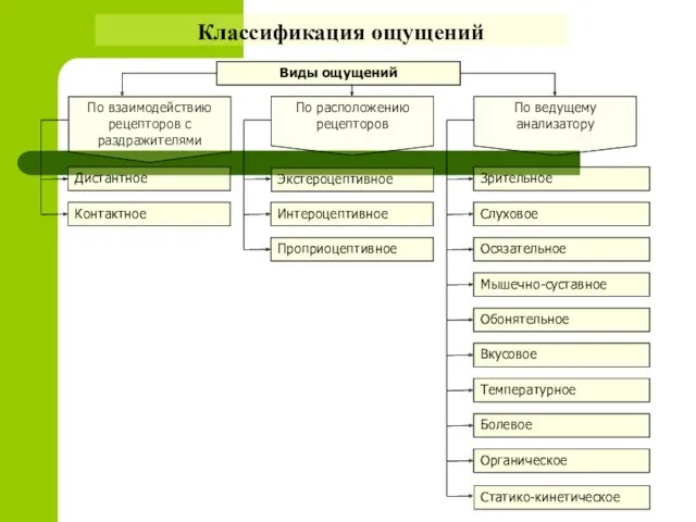 Дистантное Контактное Экстероцептивное Интероцептивное Проприоцептивное По взаимодействию рецепторов с раздражителями