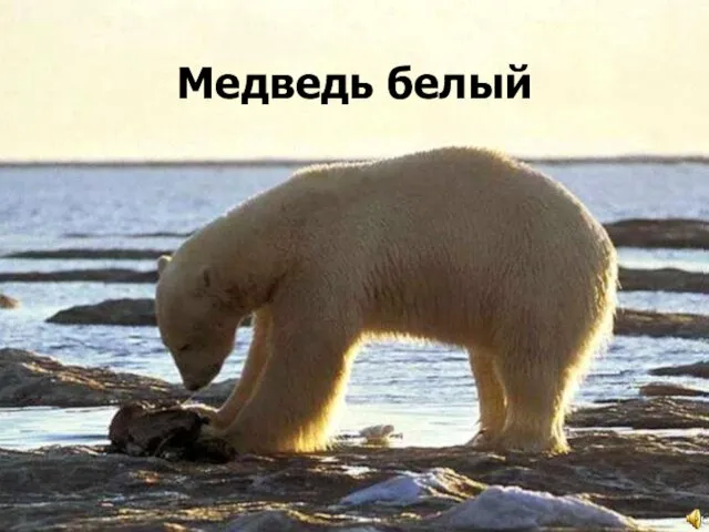 Медведь белый