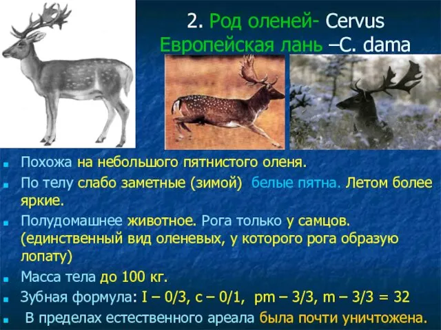 2. Род оленей- Cervus Европейская лань –C. dama Похожа на