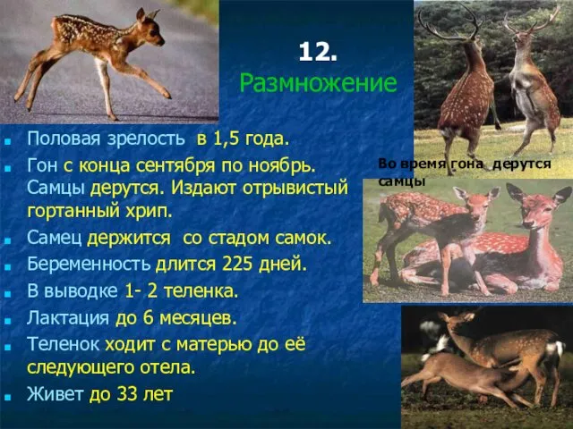 12. Размножение Половая зрелость в 1,5 года. Гон с конца