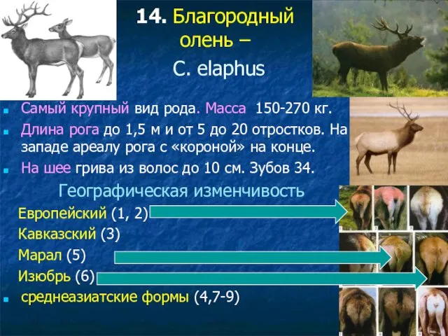 14. Благородный олень – C. elaphus Самый крупный вид рода.