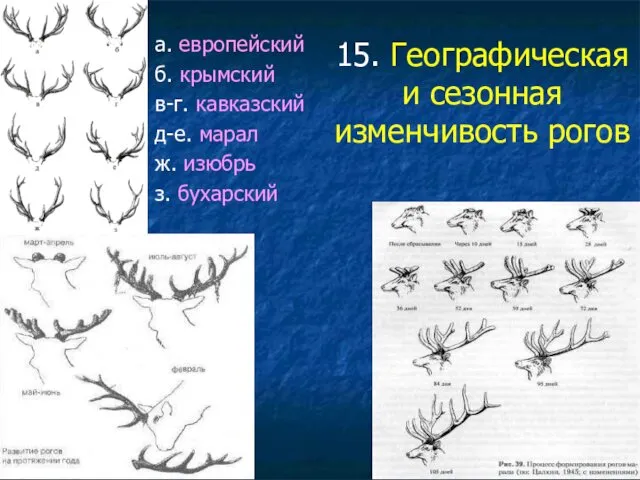 15. Географическая и сезонная изменчивость рогов а. европейский б. крымский