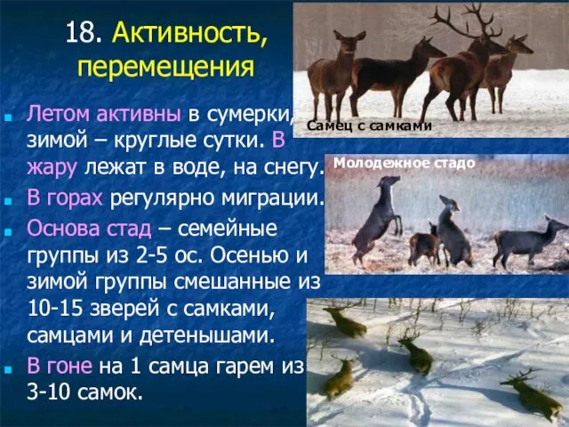 18. Активность, перемещения Летом активны в сумерки, зимой – круглые