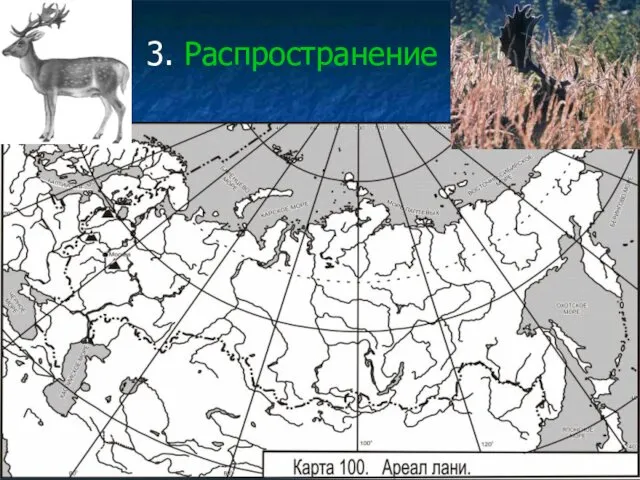 3. Распространение