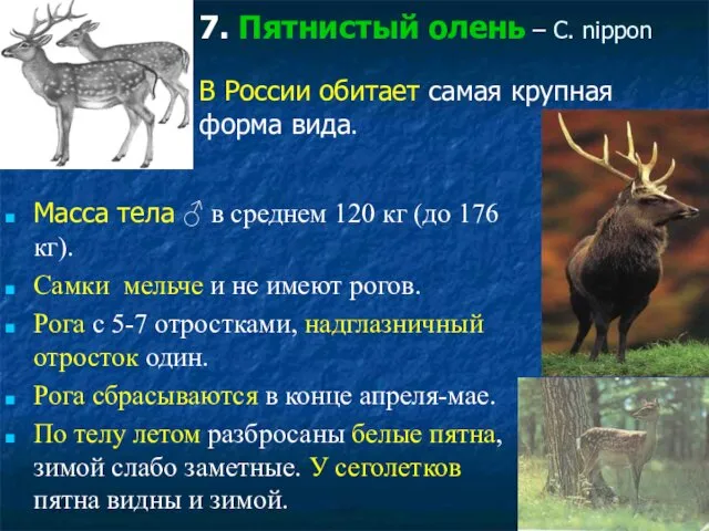 7. Пятнистый олень – C. nippon В России обитает самая