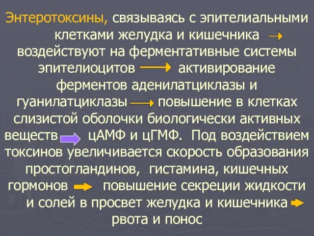 Энтеротоксины, связываясь с эпителиальными клетками желудка и кишечника воздействуют на