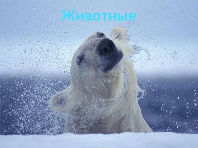 Животные