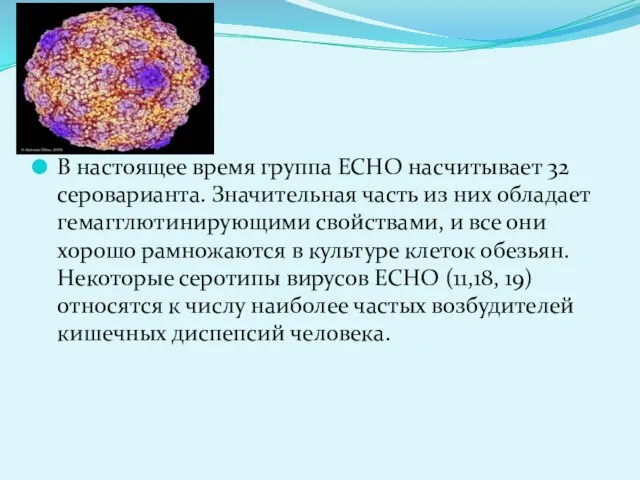 В настоящее время группа ЕСНО насчитывает 32 сероварианта. Значительная часть