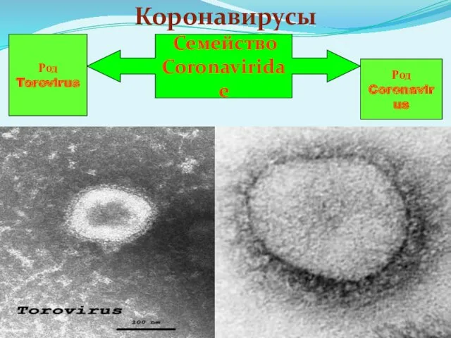 Коронавирусы Семейство Coronaviridae Род Torovirus Род Coronavirus