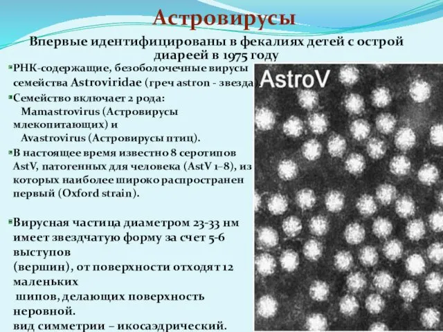 Астровирусы Впервые идентифицированы в фекалиях детей с острой диареей в