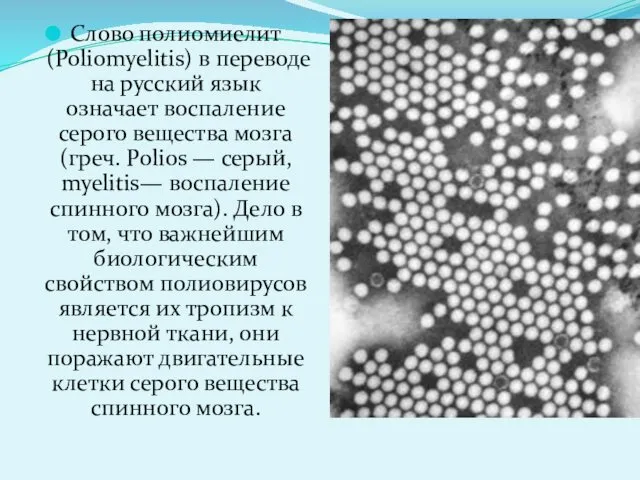 Слово полиомиелит (Poliomyelitis) в переводе на русский язык означает воспаление