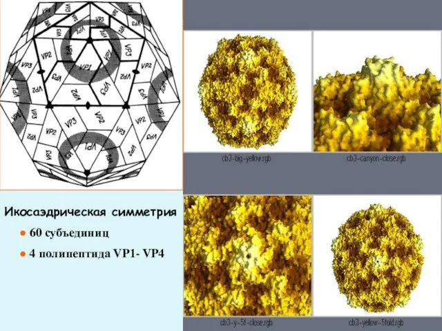 Икосаэдрическая симметрия 60 субъединиц 4 полипептида VP1- VP4