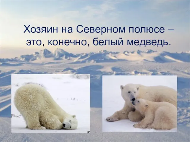 Хозяин на Северном полюсе – это, конечно, белый медведь.