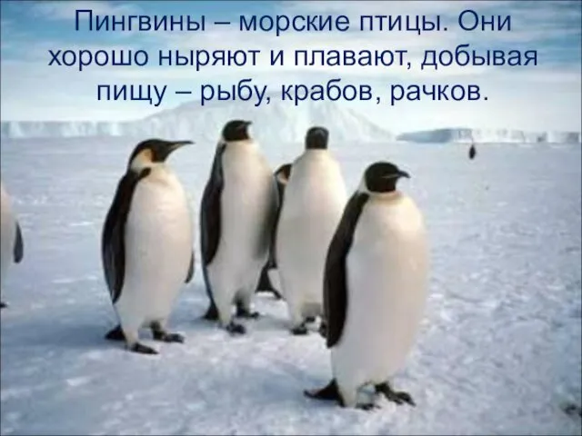 Пингвины – морские птицы. Они хорошо ныряют и плавают, добывая пищу – рыбу, крабов, рачков.