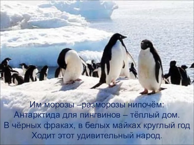 Им морозы –разморозы нипочём: Антарктида для пингвинов – тёплый дом.