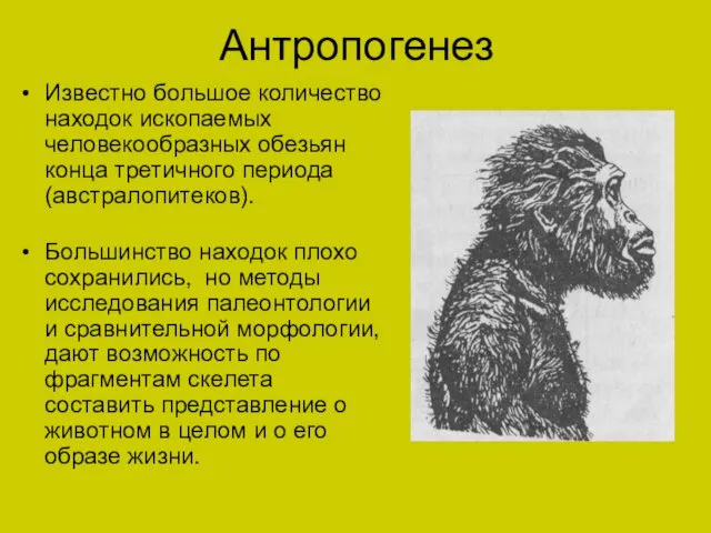 Антропогенез Известно большое количество находок ископаемых человекообразных обезьян конца третичного