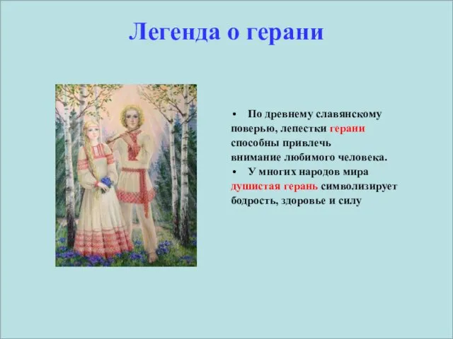 Легенда о герани По древнему славянскому поверью, лепестки герани способны