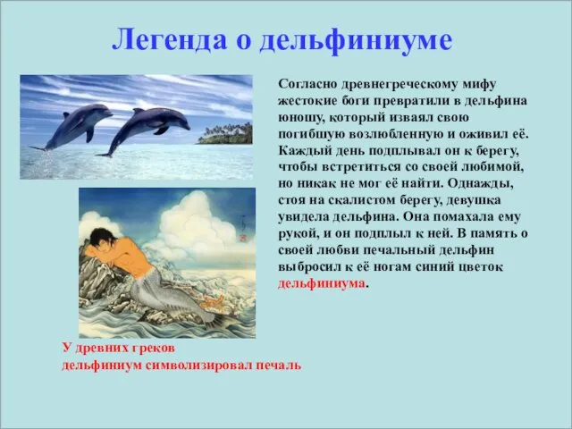 Легенда о дельфиниуме Согласно древнегреческому мифу жестокие боги превратили в