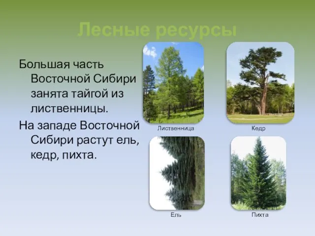 Лесные ресурсы Большая часть Восточной Сибири занята тайгой из лиственницы.