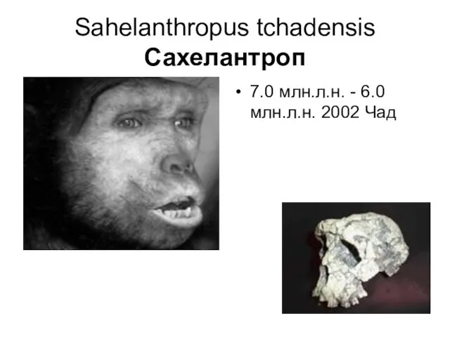 Sahelanthropus tchadensis Сахелантроп 7.0 млн.л.н. - 6.0 млн.л.н. 2002 Чад