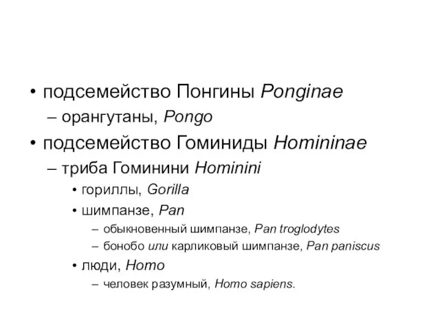 подсемейство Понгины Ponginae орангутаны, Pongo подсемейство Гоминиды Homininae триба Гоминини