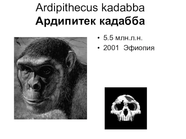 Ardipithecus kadabba Ардипитек кадабба 5.5 млн.л.н. 2001 Эфиопия