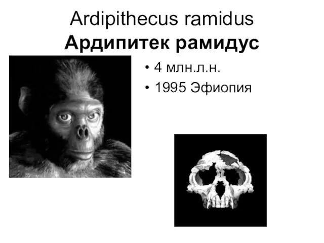 Ardipithecus ramidus Ардипитек рамидус 4 млн.л.н. 1995 Эфиопия