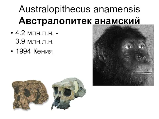 Australopithecus anamensis Австралопитек анамский 4.2 млн.л.н. - 3.9 млн.л.н. 1994 Кения