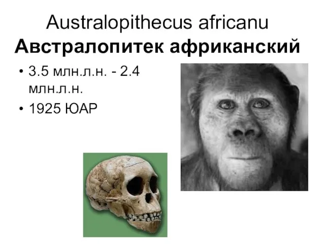 Australopithecus africanu Австралопитек африканский 3.5 млн.л.н. - 2.4 млн.л.н. 1925 ЮАР