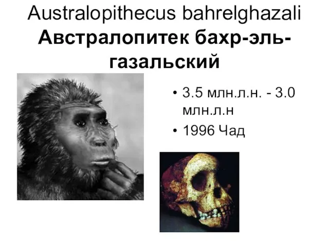 Australopithecus bahrelghazali Австралопитек бахр-эль-газальский 3.5 млн.л.н. - 3.0 млн.л.н 1996 Чад