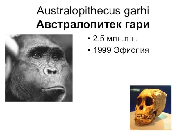 Australopithecus garhi Австралопитек гари 2.5 млн.л.н. 1999 Эфиопия