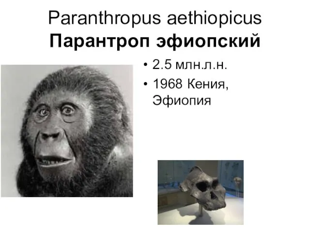 Paranthropus aethiopicus Парантроп эфиопский 2.5 млн.л.н. 1968 Кения, Эфиопия