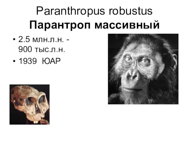 Paranthropus robustus Парантроп массивный 2.5 млн.л.н. - 900 тыс.л.н. 1939 ЮАР