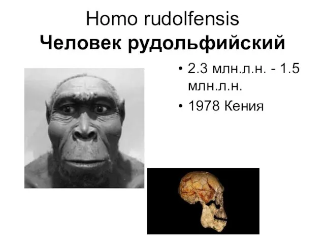 Homo rudolfensis Человек рудольфийский 2.3 млн.л.н. - 1.5 млн.л.н. 1978 Кения