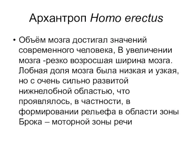 Архантроп Homo erectus Объём мозга достигал значений современного человека, В