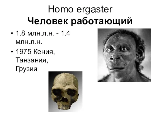 Homo ergaster Человек работающий 1.8 млн.л.н. - 1.4 млн.л.н. 1975 Кения, Танзания, Грузия