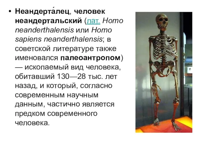 Неандерта́лец, человек неандертальский (лат. Homo neanderthalensis или Homo sapiens neanderthalensis;