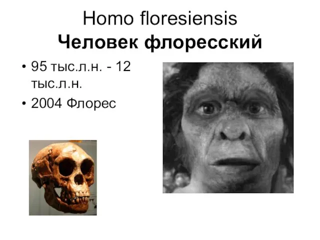 Homo floresiensis Человек флоресский 95 тыс.л.н. - 12 тыс.л.н. 2004 Флорес