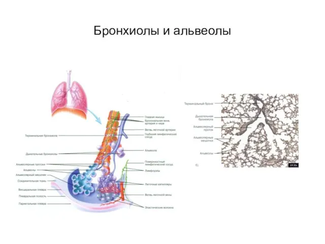 Бронхиолы и альвеолы