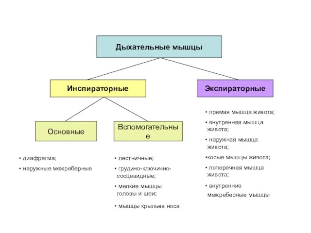 Дыхательные мышцы Инспираторные Основные Вспомогательные Экспираторные диафрагма; наружные межреберные лестничные; грудино-ключично-сосцевидные; мелкие мышцы