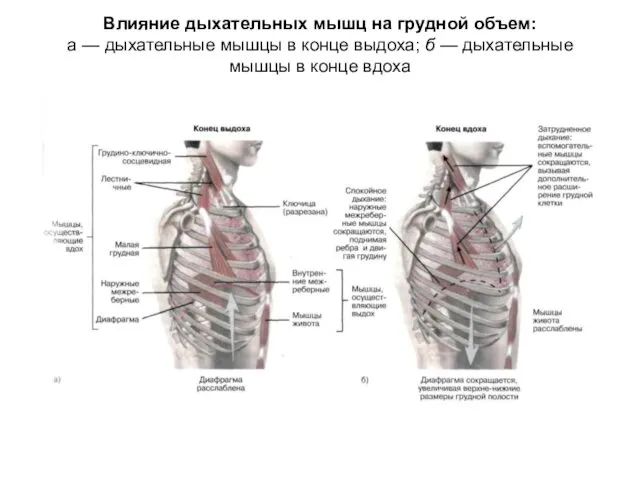 Влияние дыхательных мышц на грудной объем: а — дыхательные мышцы в конце выдоха;