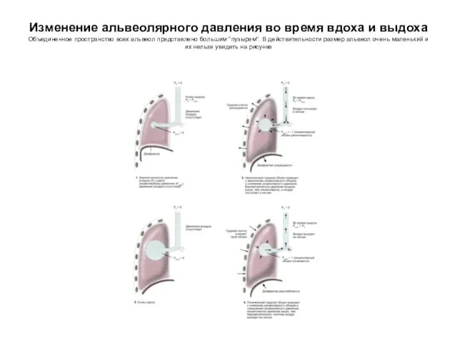 Изменение альвеолярного давления во время вдоха и выдоха Объединенное пространство всех альвеол представлено