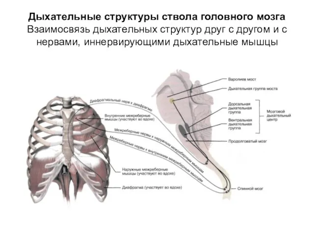 Дыхательные структуры ствола головного мозга Взаимосвязь дыхательных структур друг с