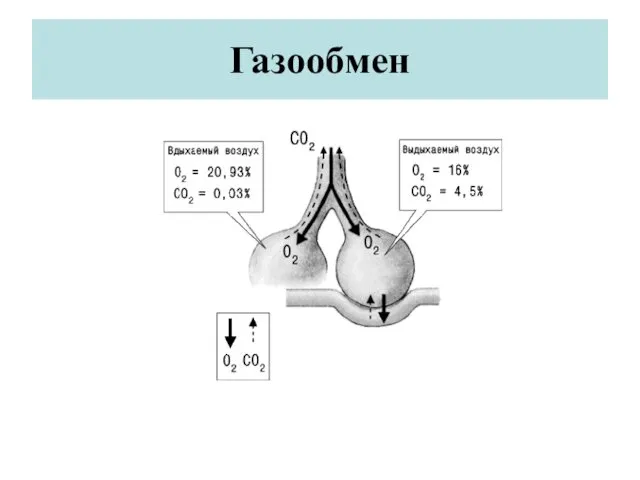 Газообмен